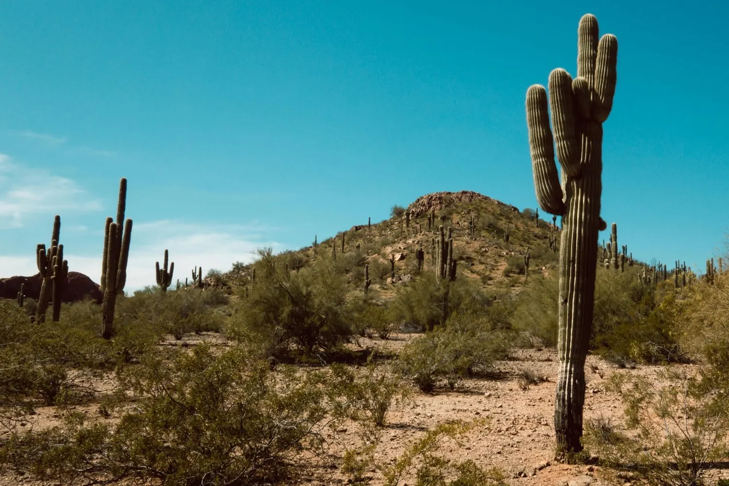 Desert landscaping and mountain views in a Phoenix, AZ neighborhood